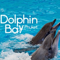 Dolphins Show Phuket